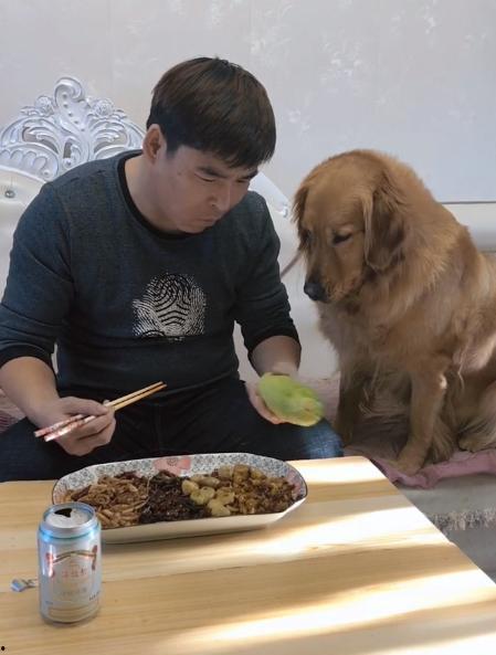 金毛吃土瓜,与土瓜的甜蜜邂逅