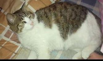 猫猫吃蓝瓜,猫咪的神秘美食之旅