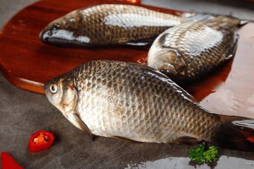 鲫鱼吃瓜吗,水族中的“瓜果爱好者”？探究鱼儿对瓜果的偏好