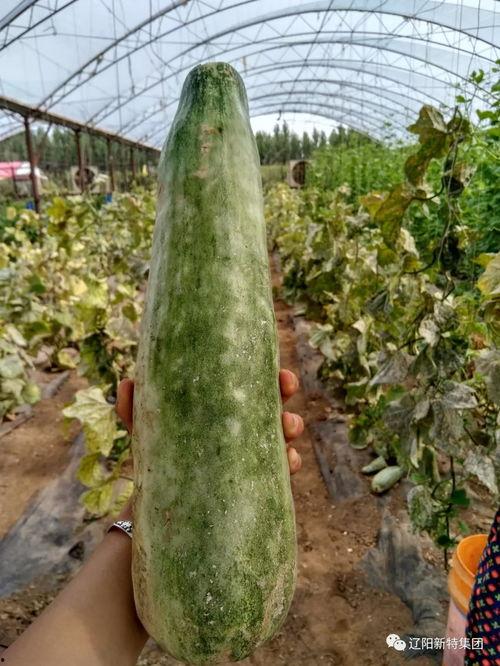 带你吃瓜楼房,揭秘网红建筑背后的故事