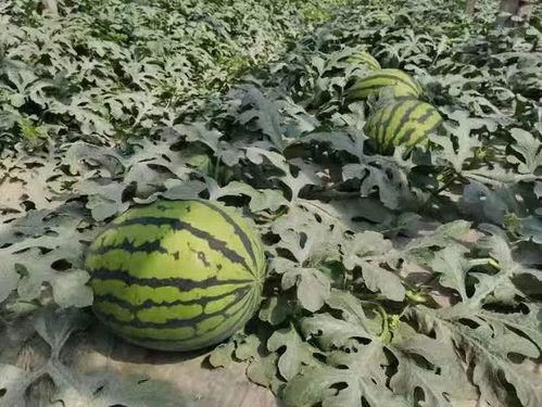 吃瓜前准备吃的,开启味蕾盛宴之旅