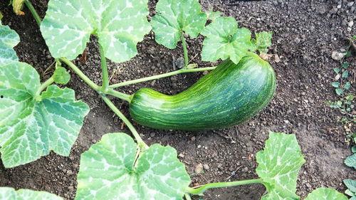 瓠瓜减肥可以吃吗,天然美食助力健康瘦身新选择