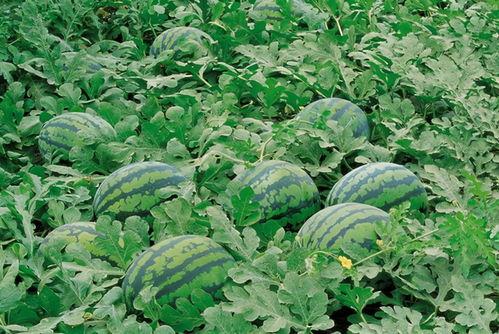 武陟吃瓜群官方入口