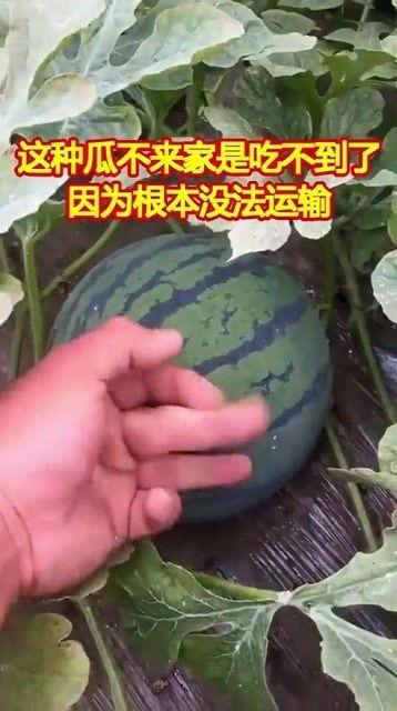 不是欣赏不来 吃瓜,是吃瓜群众的心声