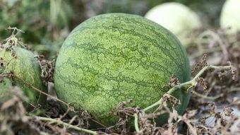 青年城吃瓜,吃瓜群众的热议焦点