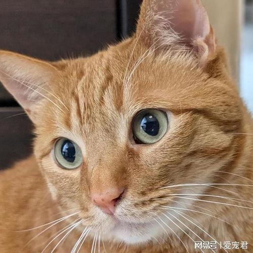 猫咪吃瓜卡通头像